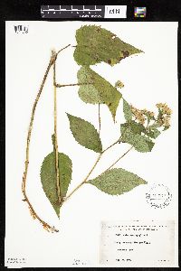 Eurybia macrophylla image