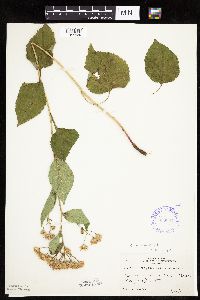 thumbnail image of current specimen