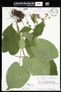 thumbnail image of current specimen