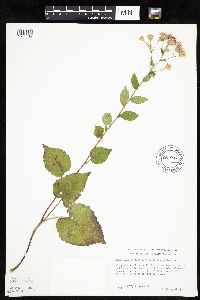 Eurybia macrophylla image