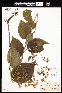 Eurybia macrophylla image