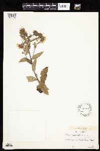 Thumbnail image of current specimen