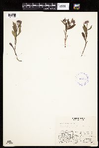 thumbnail image of current specimen