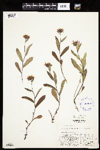 Thumbnail image of current specimen