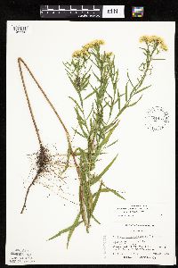 Euthamia graminifolia image