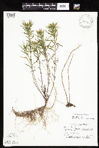 Euthamia graminifolia image
