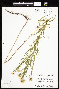 Euthamia graminifolia image