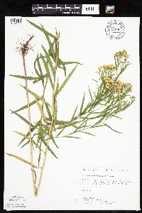 Euthamia graminifolia image