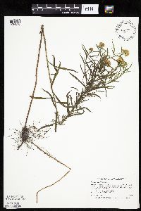 Euthamia graminifolia image