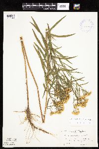 Euthamia graminifolia image