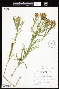 Euthamia graminifolia image