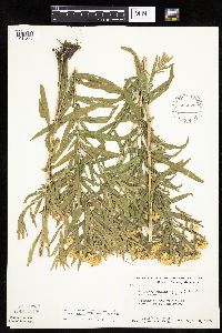 Euthamia graminifolia image