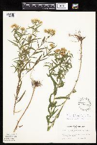 Euthamia graminifolia image