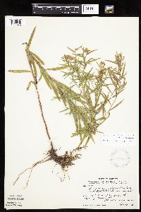 Euthamia graminifolia image