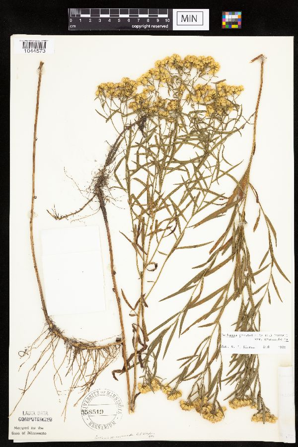 Euthamia graminifolia image