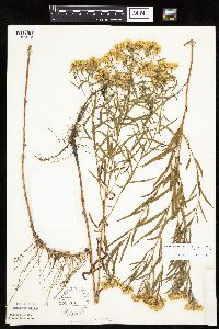 Euthamia graminifolia image