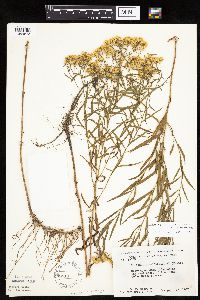 Euthamia graminifolia image