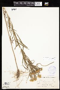 Euthamia graminifolia image