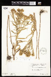 Euthamia graminifolia image