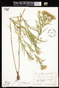 Euthamia graminifolia image