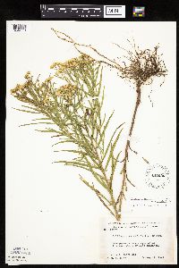 Euthamia graminifolia image