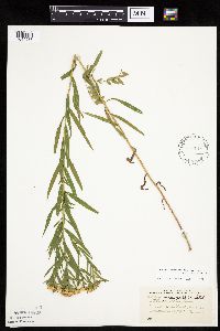 Euthamia graminifolia image
