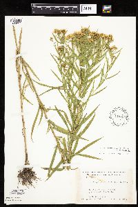 Euthamia graminifolia image
