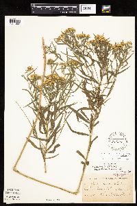 Euthamia graminifolia image