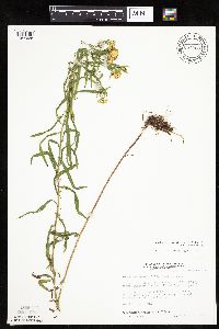 Euthamia graminifolia image