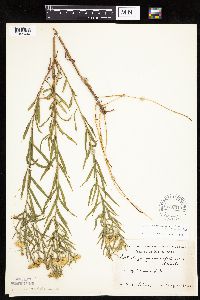 Euthamia graminifolia image