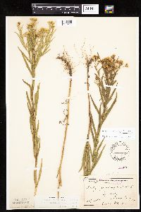 Euthamia graminifolia image
