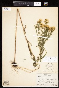 Euthamia graminifolia image
