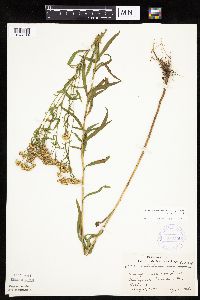 Euthamia graminifolia image