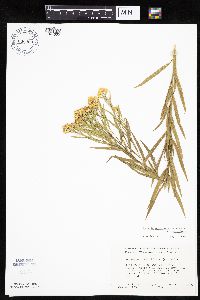 Euthamia graminifolia image