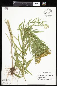 Euthamia graminifolia image