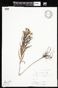 Euthamia graminifolia image