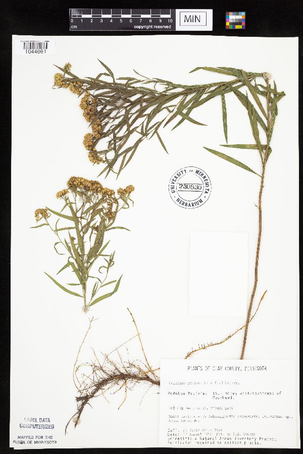 Euthamia graminifolia image