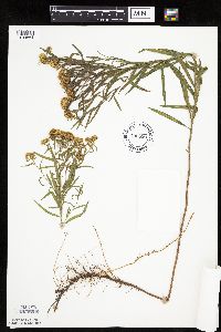 Euthamia graminifolia image