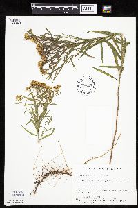 Euthamia graminifolia image