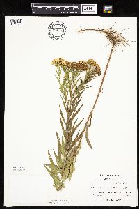 Euthamia graminifolia image