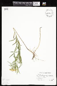 Image of Euthamia graminifolia