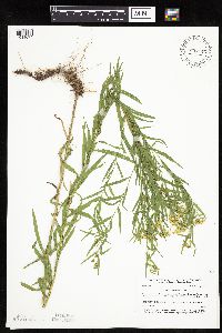 Euthamia graminifolia image