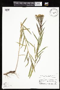 Euthamia graminifolia image
