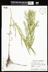 Euthamia graminifolia image