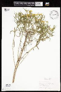 Euthamia graminifolia image