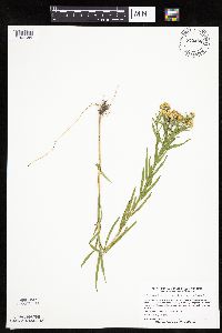 Euthamia graminifolia image