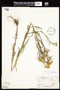 Euthamia graminifolia image