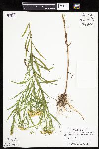 Euthamia graminifolia image
