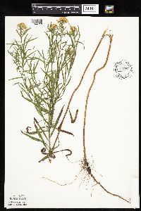 Euthamia graminifolia image