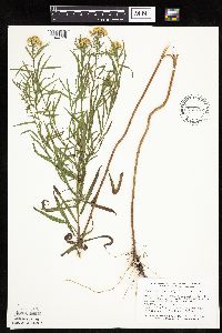 Euthamia graminifolia image
